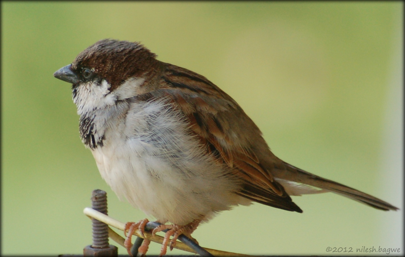 Pawana and Mulshi Lake A sparrow basking in the early sunlight