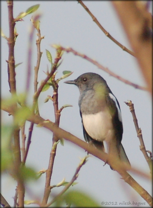 Pawana and Mulshi Lake Another patient visitor