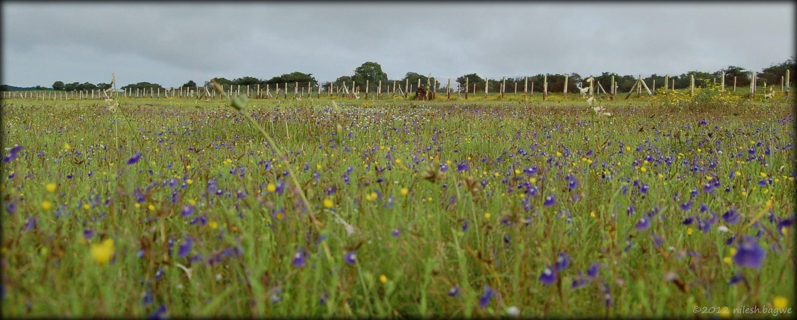Kas Pathar & Thoseghar Falls Sita's tears (Utricularia purpurascens)