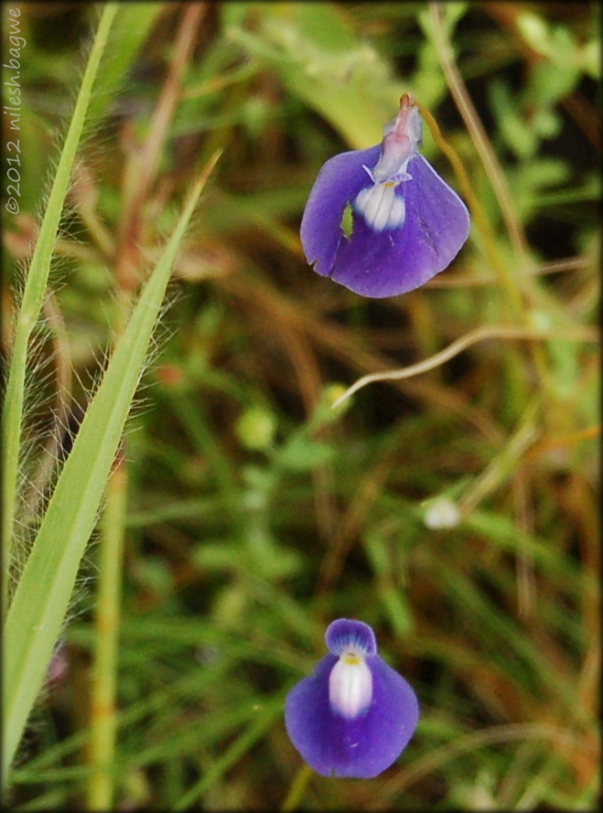 Kas Pathar & Thoseghar Falls Sita's tears (Utricularia purpurascens)