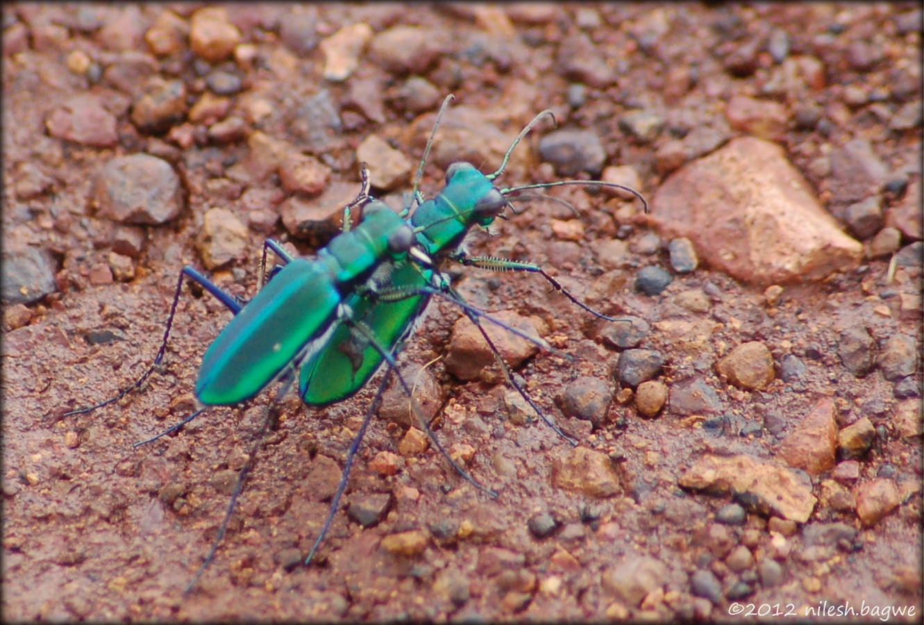 Kas Pathar & Thoseghar Falls Saw these cute insects on the plateau