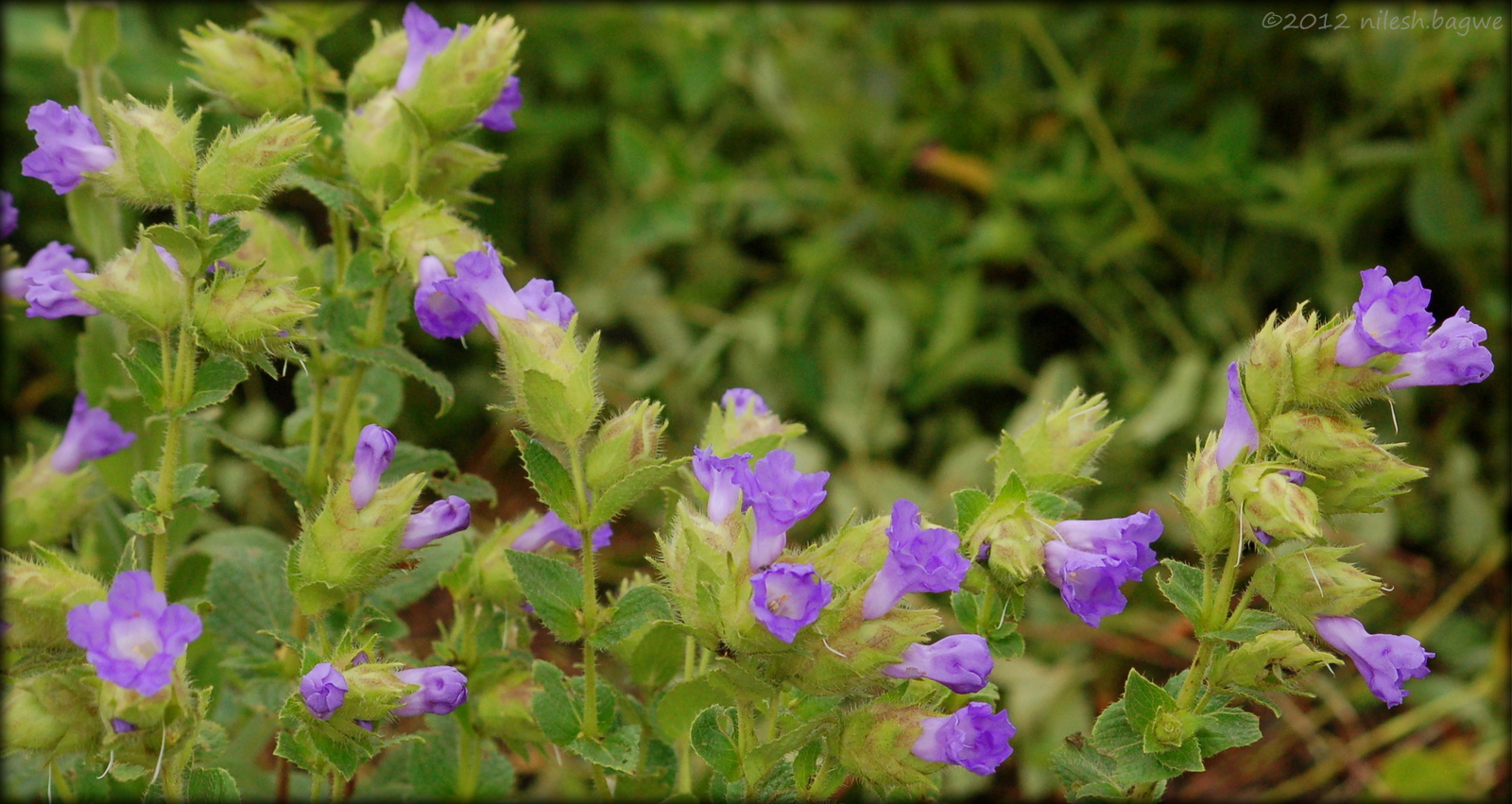 Kas Pathar & Thoseghar Falls Topli Karvi (Strobilanthes sessilis)