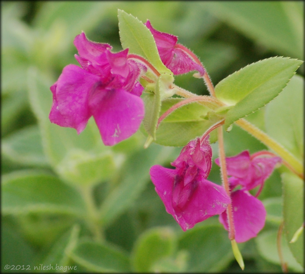 Kas Pathar & Thoseghar Falls Terda / Balsams (Impatiens oppositifolia)