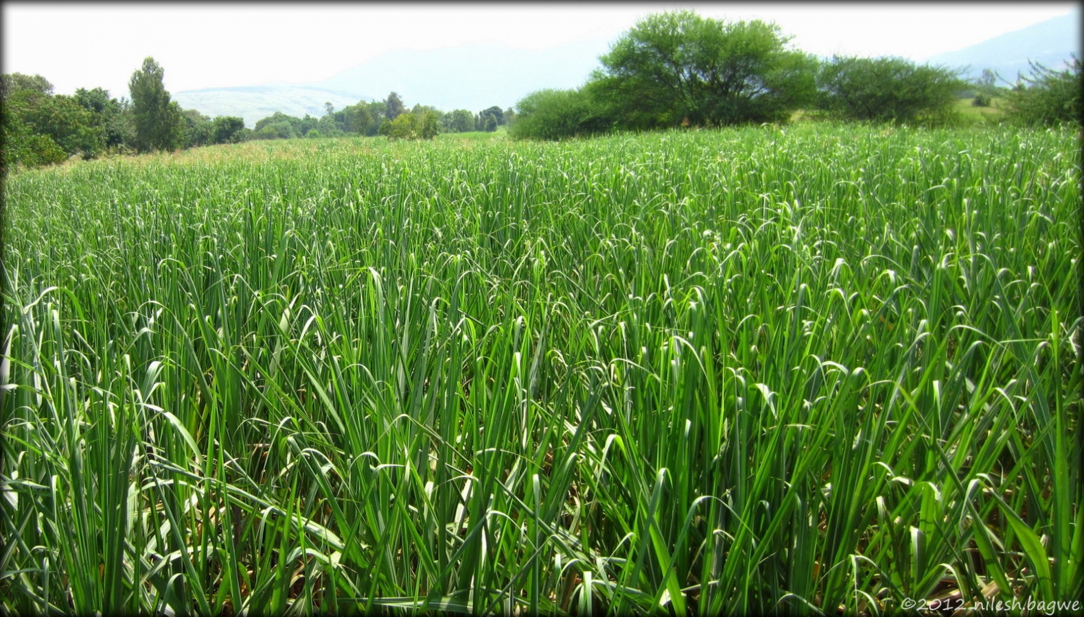 Pawana and Mulshi Lake Sugarcane field