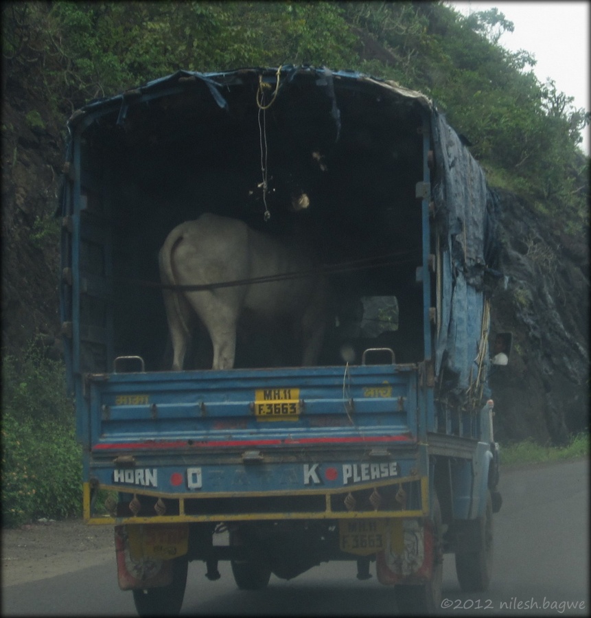 Kas Pathar & Thoseghar Falls Saw this hitchhiker on the ghat