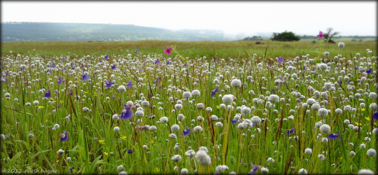 Kas Pathar & Thoseghar Falls Tangar/Gend (Eriocaulon sp)
