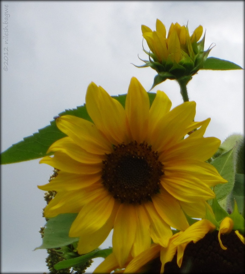 Kas Pathar & Thoseghar Falls Sunflowers on the way