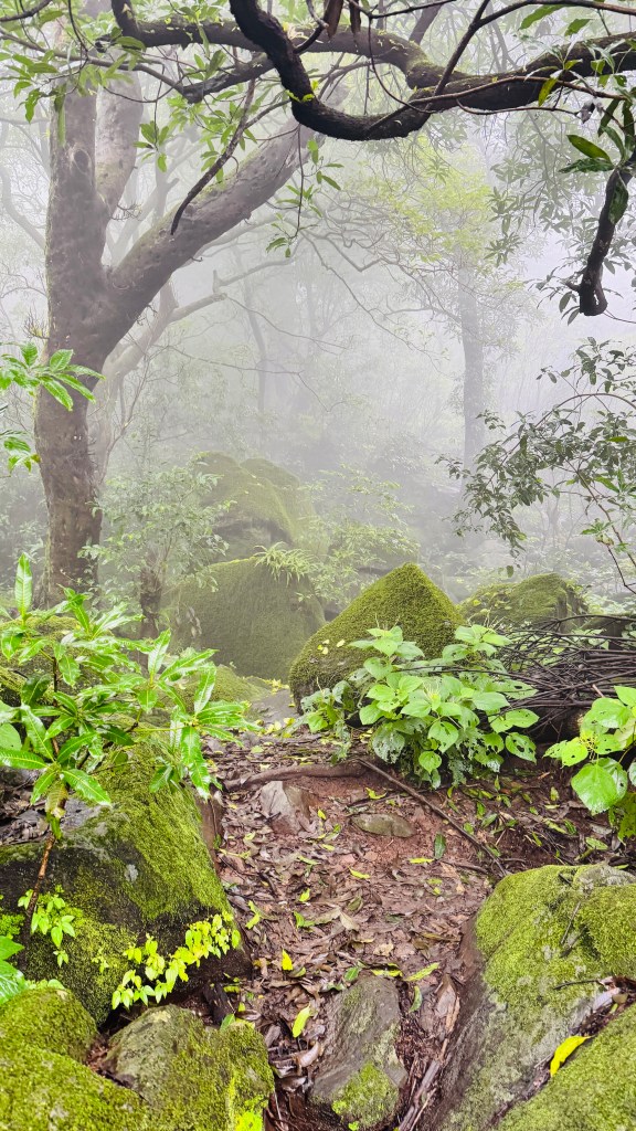Aadrai Jungle Trek Img 2232
