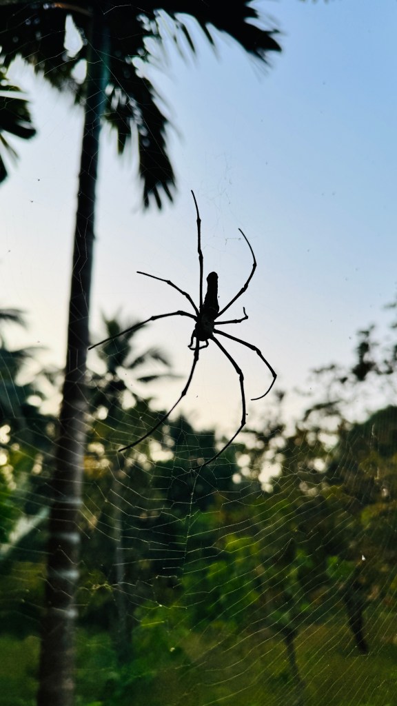Nature's Nest Goa Img 3342