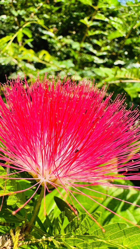 Nature's Nest Goa Img 3522